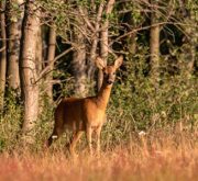 Wild Life